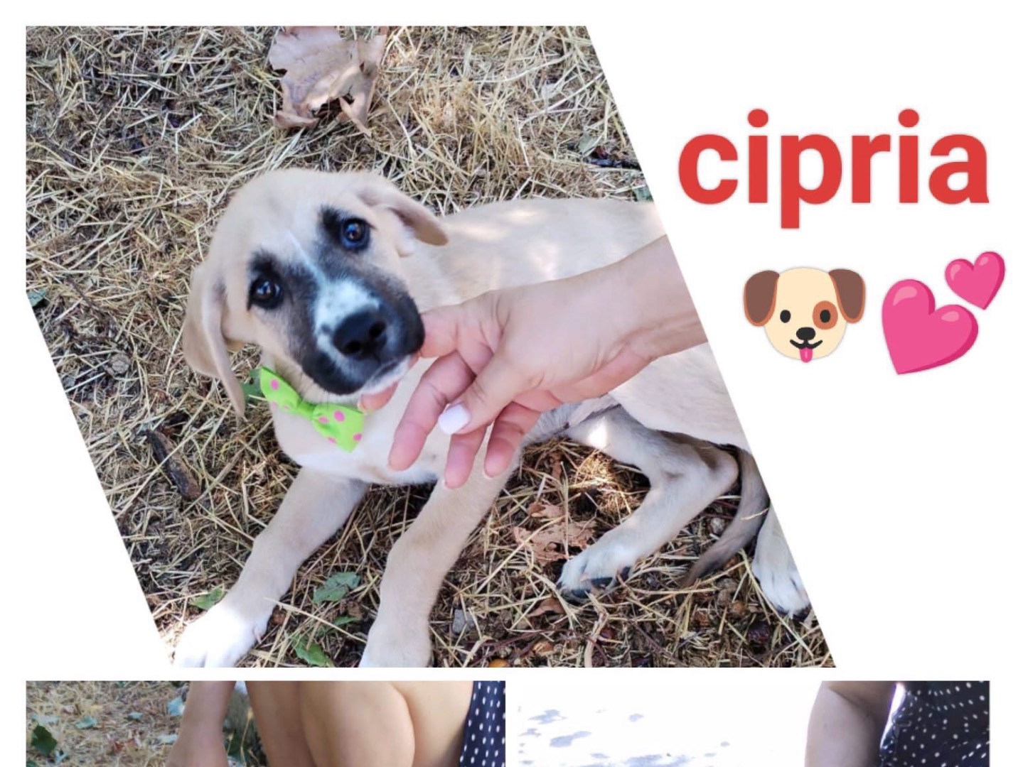 Adozione cane, femmina, Razza sconosciuta Razza sconosciuta, 3 mesi, taglia media, Cosenza