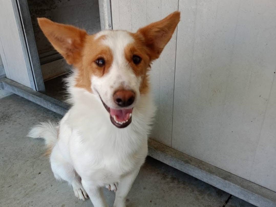 Adotta un cane, taglia media contenuta, maschio, Cosenza