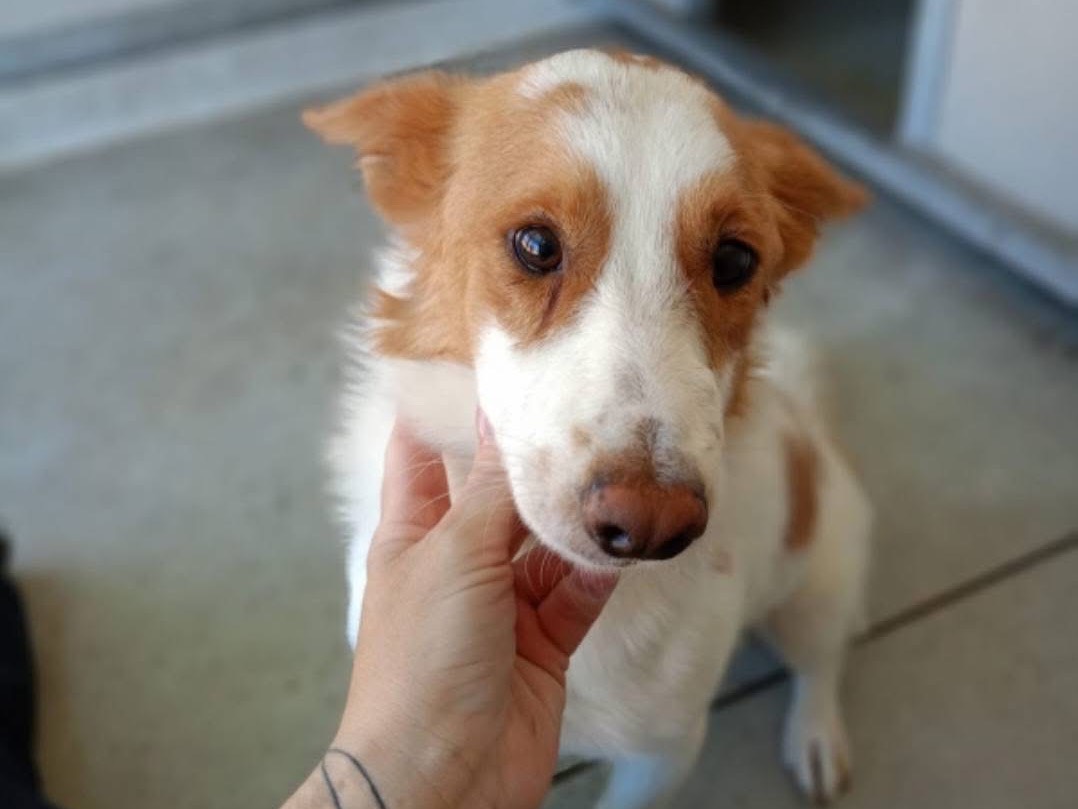 Adotta un cane, maschio, 2 anni e 1 mese, Cosenza