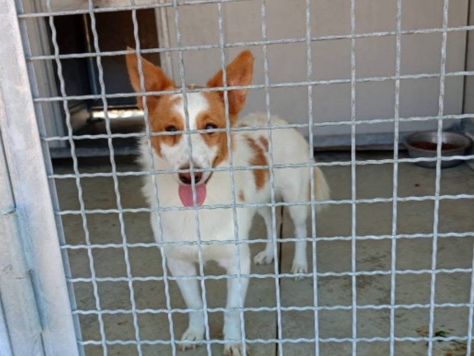 Adozione cane, maschio, Razza sconosciuta Razza sconosciuta, 2 anni e 1 mese, taglia media contenuta, Cosenza