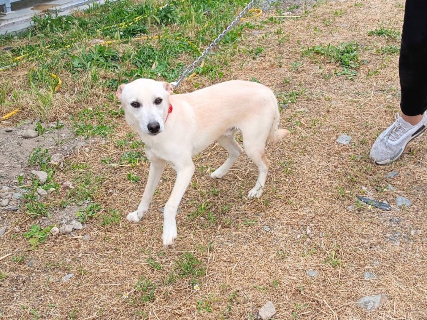 Adozione cane, maschio, Razza sconosciuta Razza sconosciuta, 6 mesi, taglia media contenuta, Cosenza
