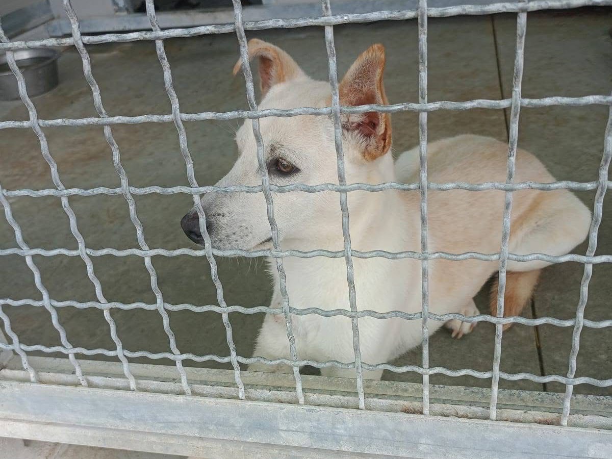 Adotta un cane, maschio, 6 mesi, Cosenza