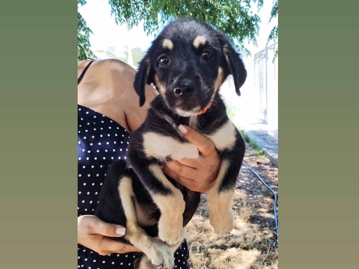 Adozione cane, femmina, Razza sconosciuta Razza sconosciuta, 3 mesi, taglia media, Cosenza