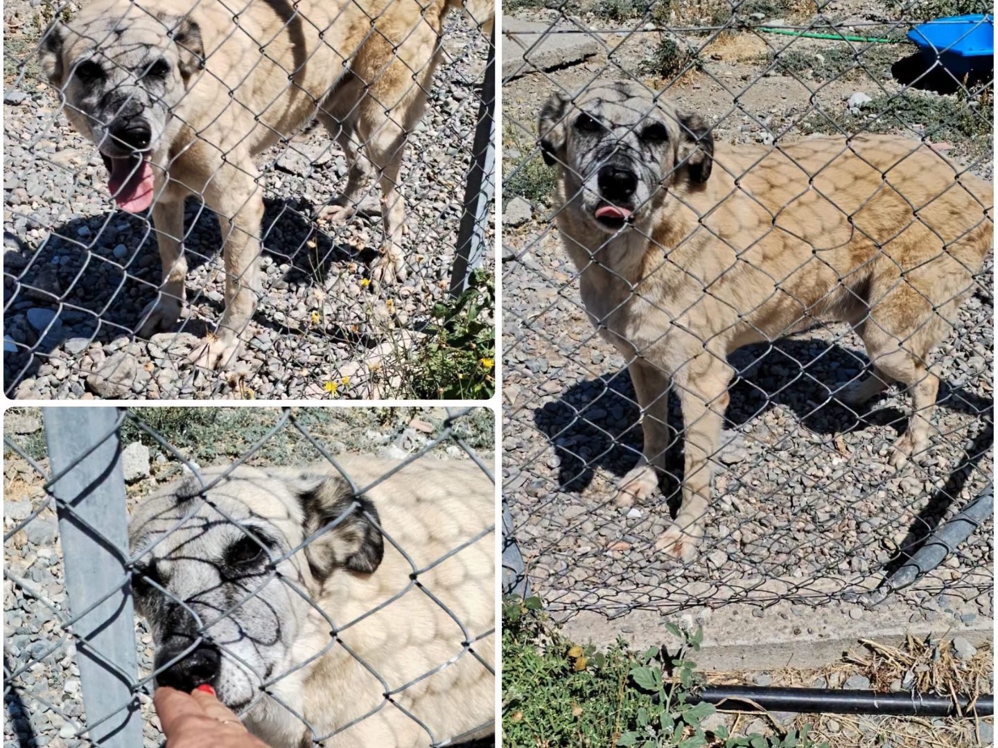Adozione cane, maschio, Razza sconosciuta Razza sconosciuta, 11 anni e 1 mese, taglia media, Cosenza