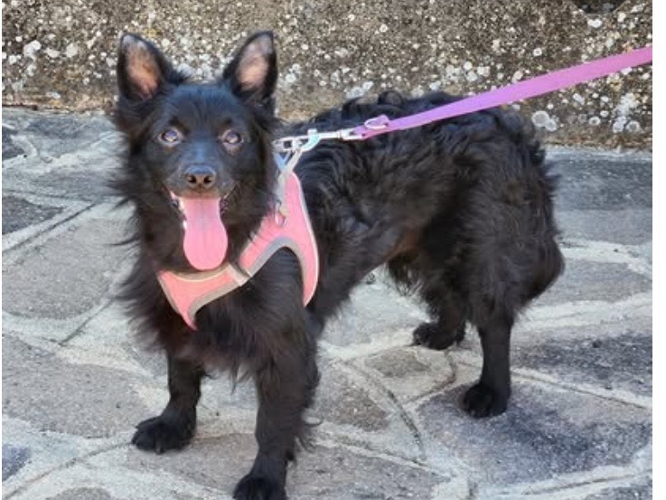 Adozione cane, femmina, Razza sconosciuta Razza sconosciuta, 1 anno e 11 mesi, taglia piccola, Cosenza