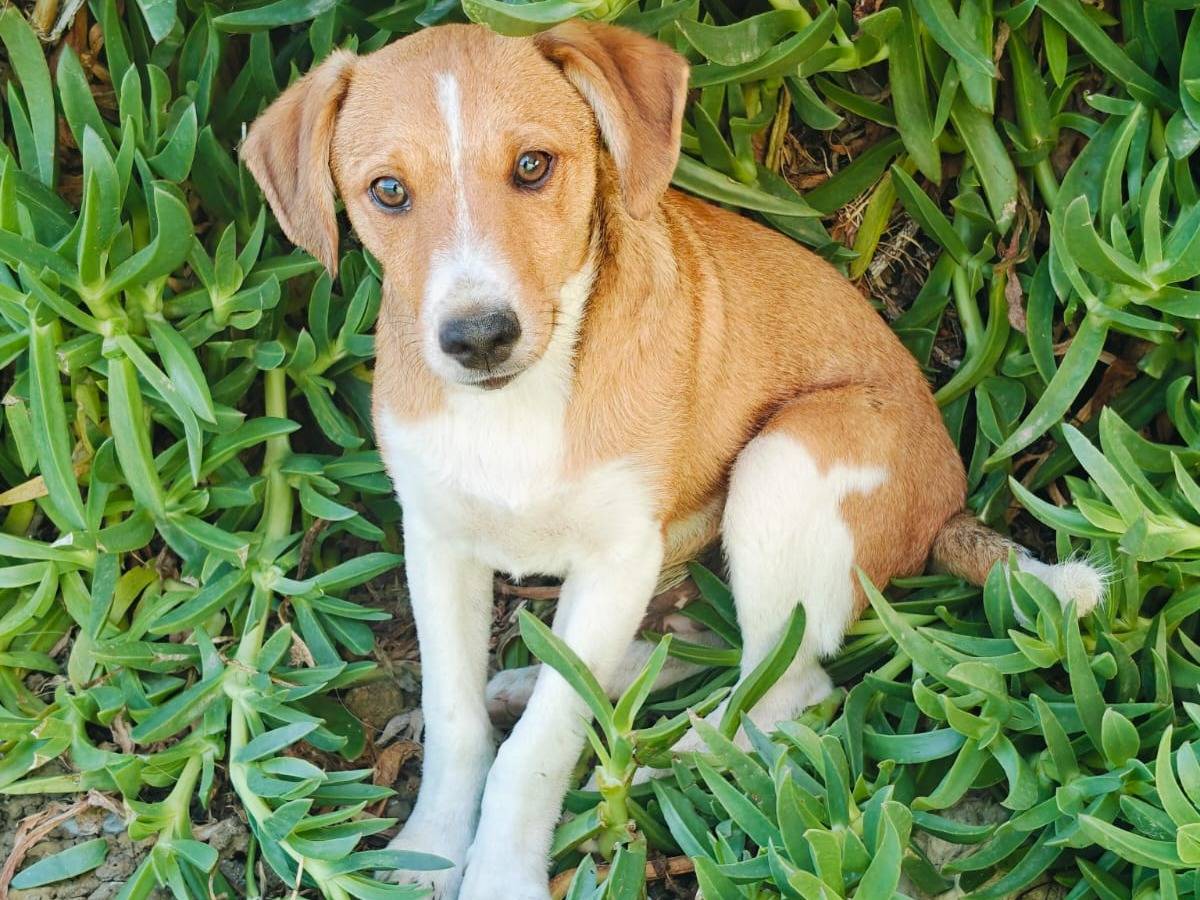 Adozione cane, maschio, Razza sconosciuta Razza sconosciuta, 3 mesi, taglia media contenuta, Trapani