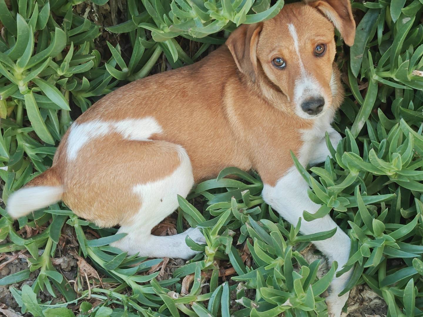 Adotta un cane, maschio, 3 mesi, Trapani