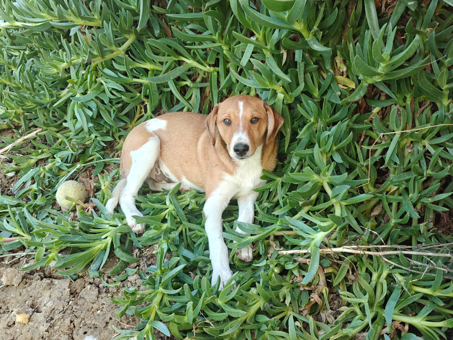 Adotta un cane, taglia media contenuta, maschio, Trapani