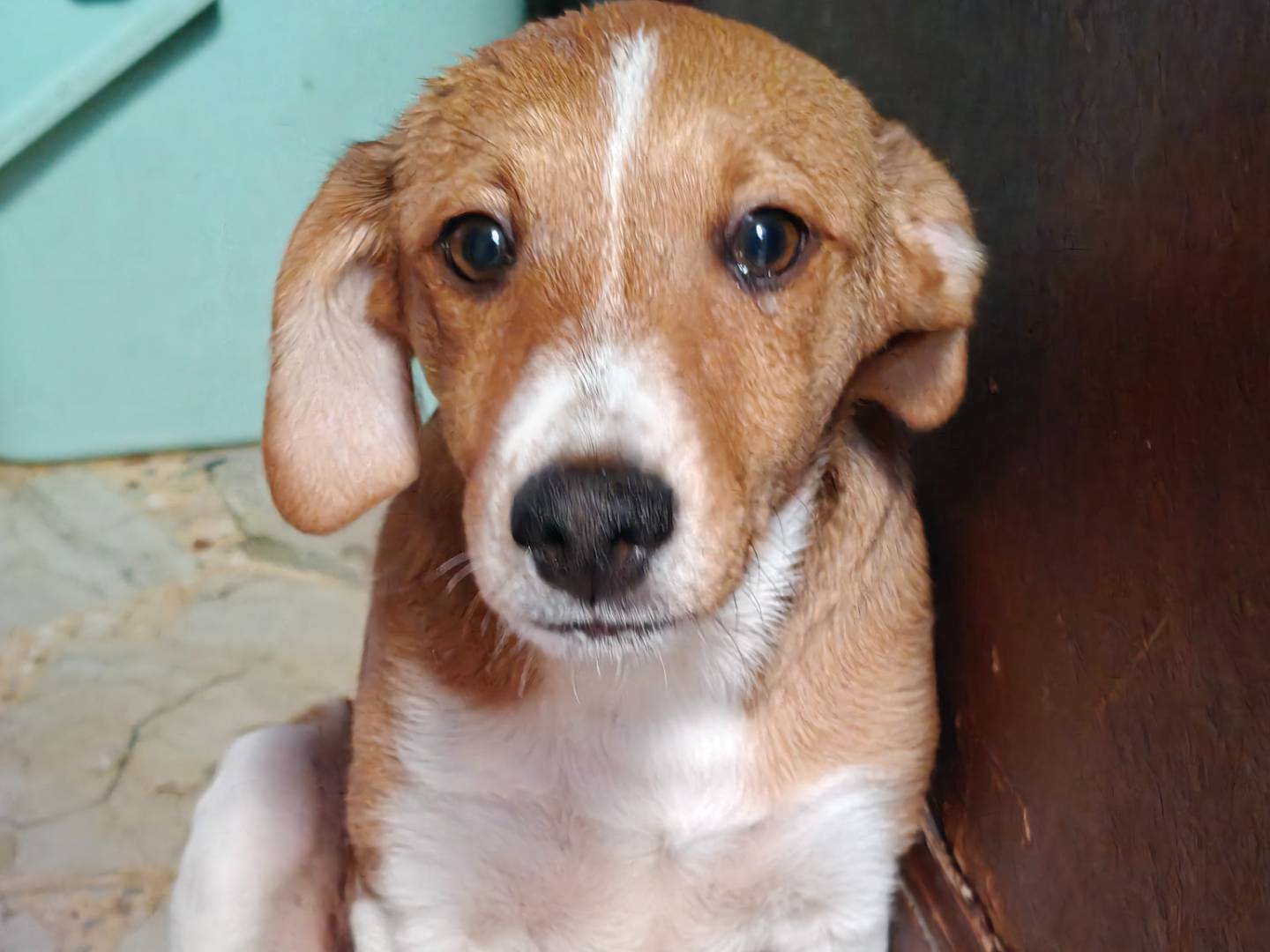 Vuoi adottare un cane a Trapani?