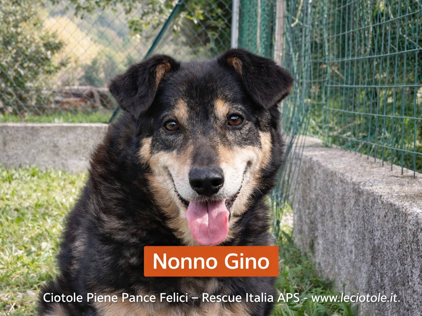 Adozione cane, maschio, Razza sconosciuta Razza sconosciuta, 14 anni e 11 mesi, taglia media, Avellino