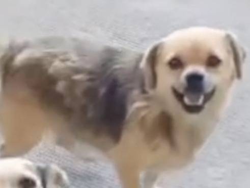 Adozione cane, maschio, Razza sconosciuta Razza sconosciuta, 4 anni e 7 mesi, taglia piccola, Latina