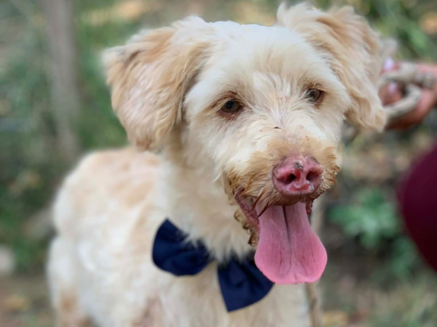 Adotta un cane, maschio, 4 anni e 1 mese, Latina
