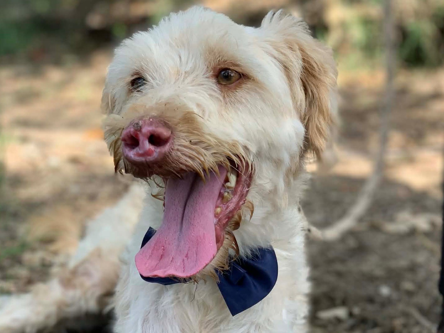 Adotta un cane, taglia media, maschio, Latina