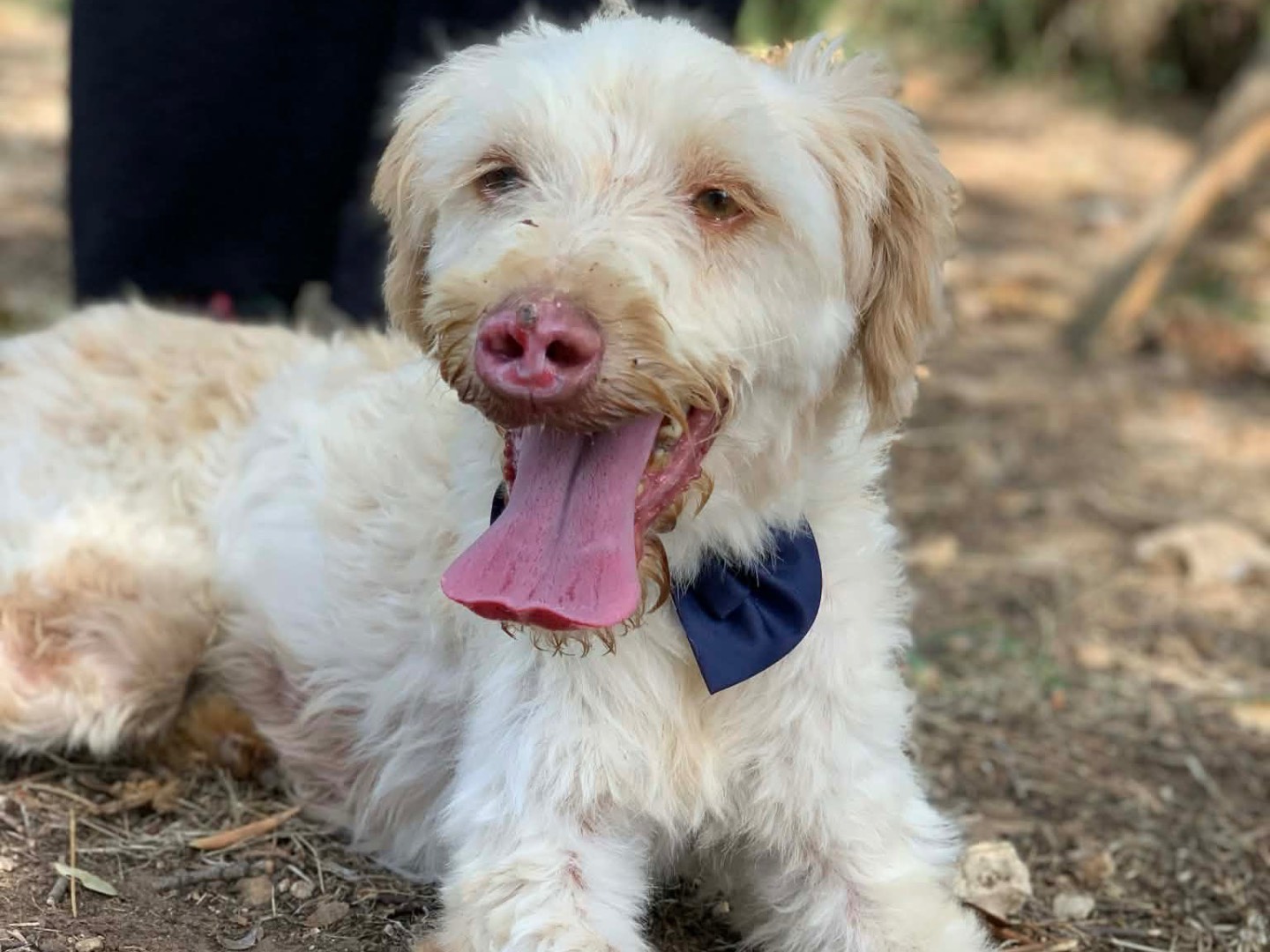 Vuoi adottare un cane a Latina?