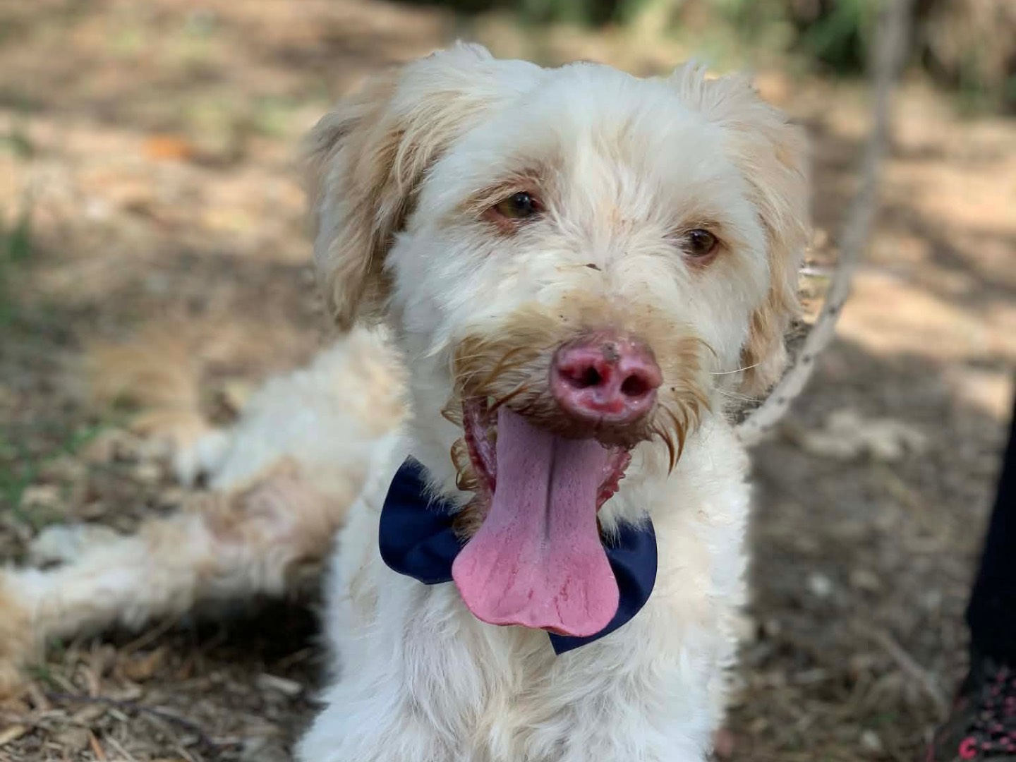 Adotta il cane Vasco  a Latina