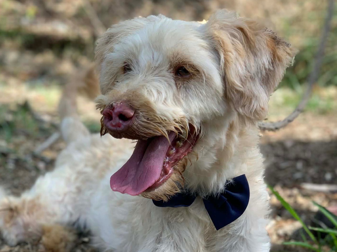 Adozione cane, maschio, Razza sconosciuta Razza sconosciuta, 4 anni e 1 mese, taglia media, Latina