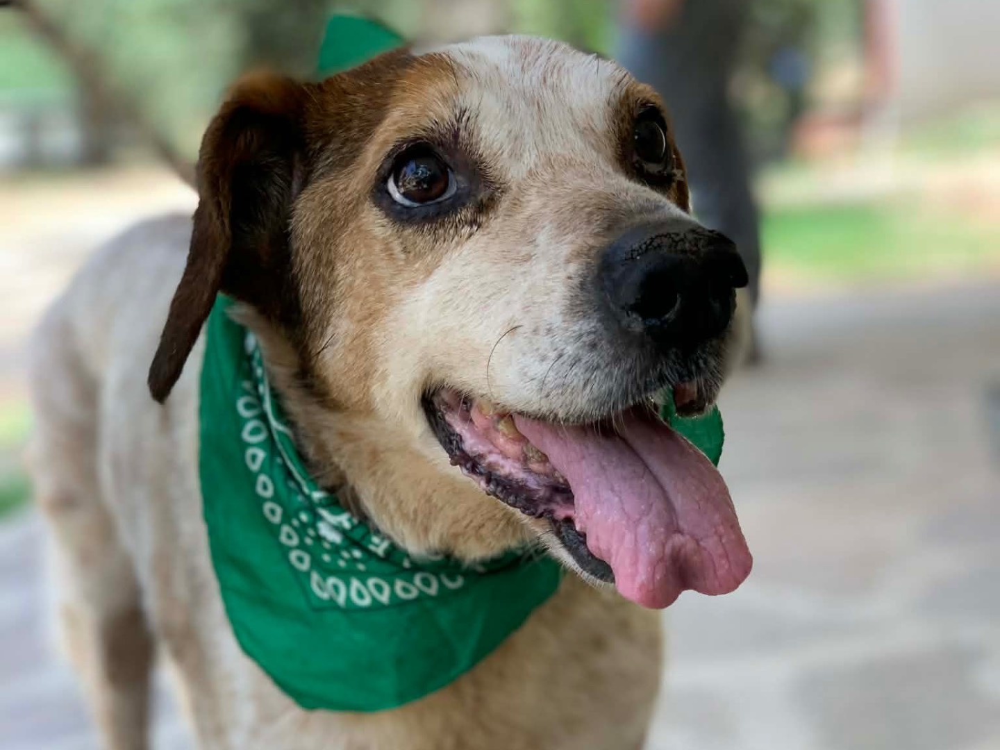Adozione cane, maschio, Razza sconosciuta Razza sconosciuta, 12 anni e 1 mese, taglia media, Latina