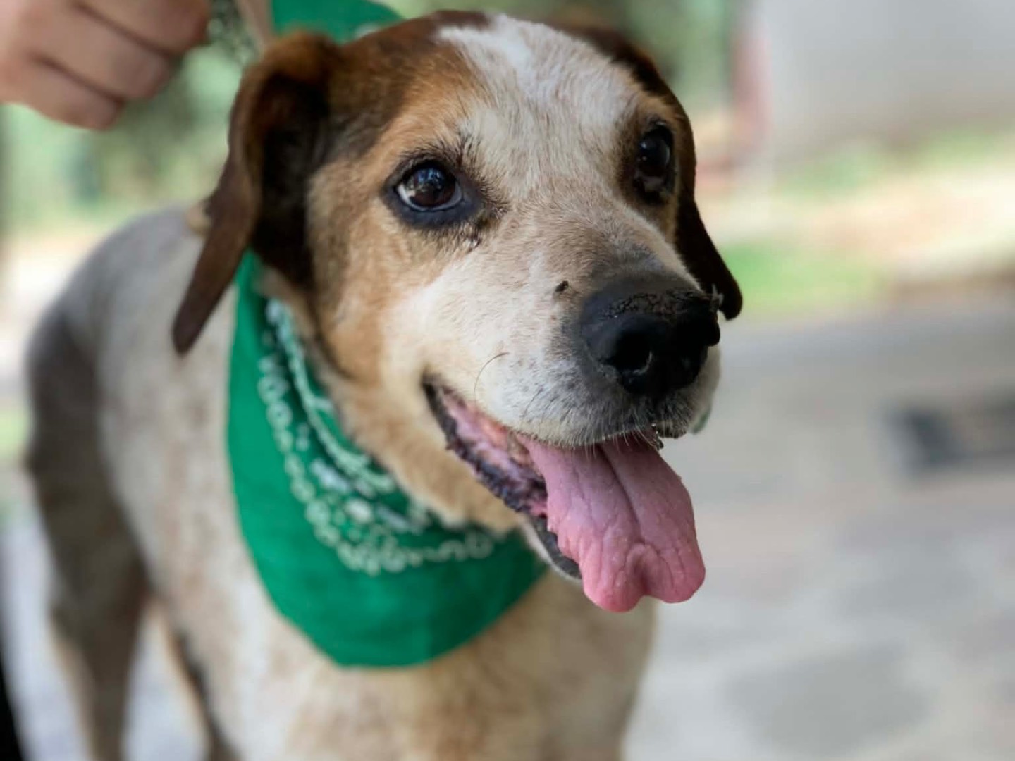 Adotta un cane, maschio, 12 anni e 1 mese, Latina