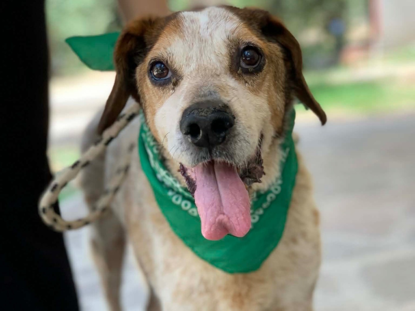 Adotta un cane, taglia media, maschio, Latina