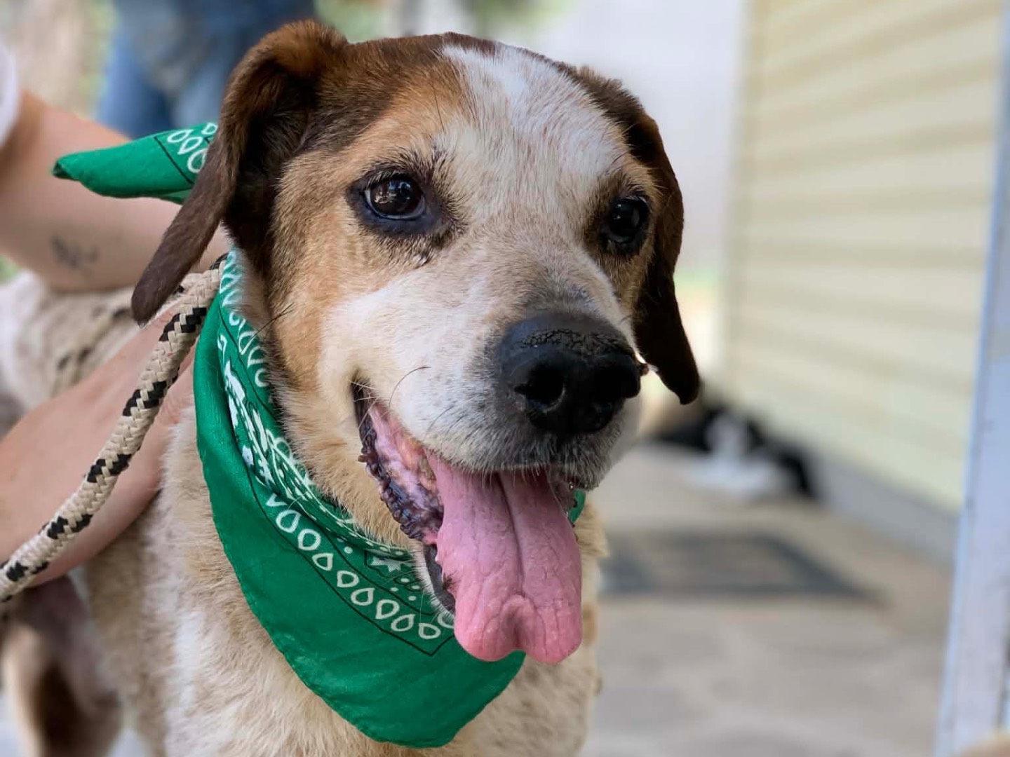 Adotta il cane Giustino  a Latina