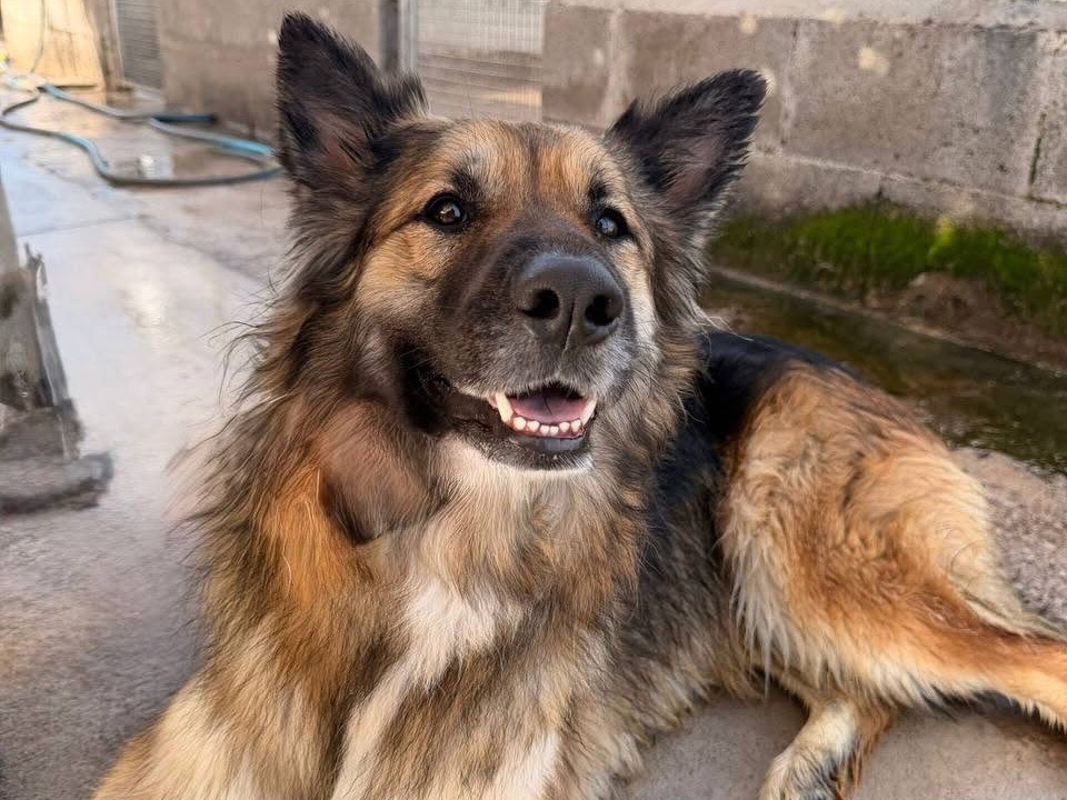 Adozione cane, femmina, Pastore tedesco Razza sconosciuta, 3 anni e 2 mesi, taglia media, Latina