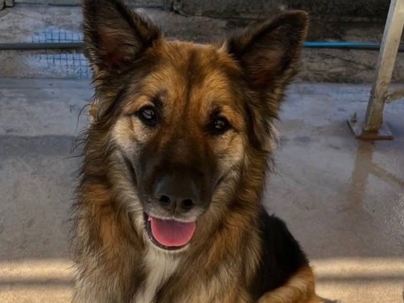 Adotta un cane, femmina, 3 anni e 2 mesi, Latina