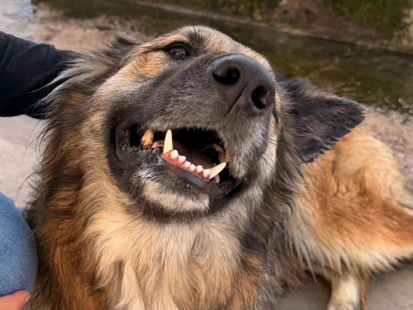 Adotta un cane, taglia media, femmina, Latina