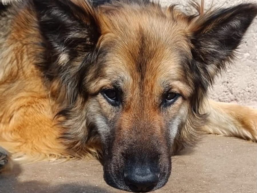 Vuoi adottare un cane a Latina?