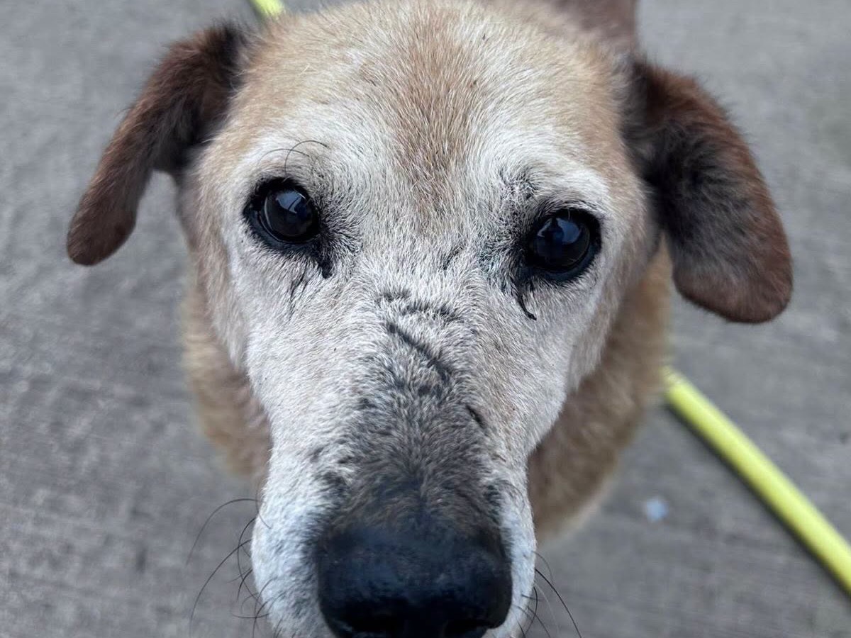 Adozione cane, maschio, Razza sconosciuta Razza sconosciuta, 8 anni e 2 mesi, taglia media contenuta, Latina