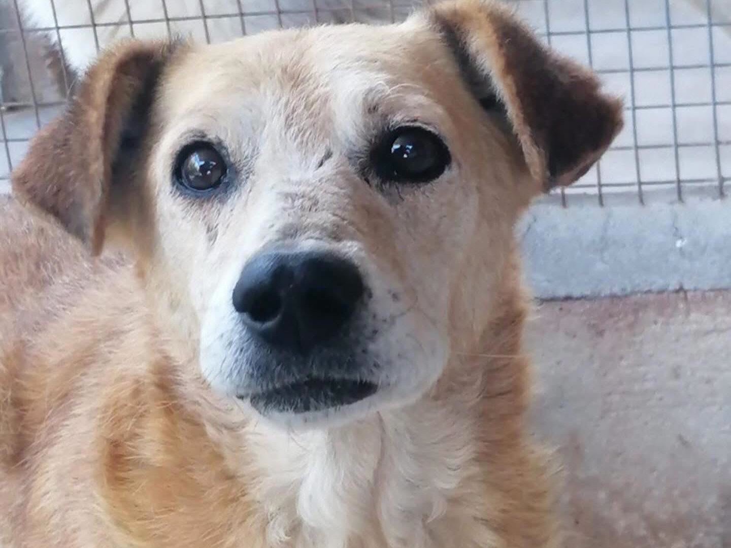 Adotta un cane, maschio, 8 anni e 2 mesi, Latina