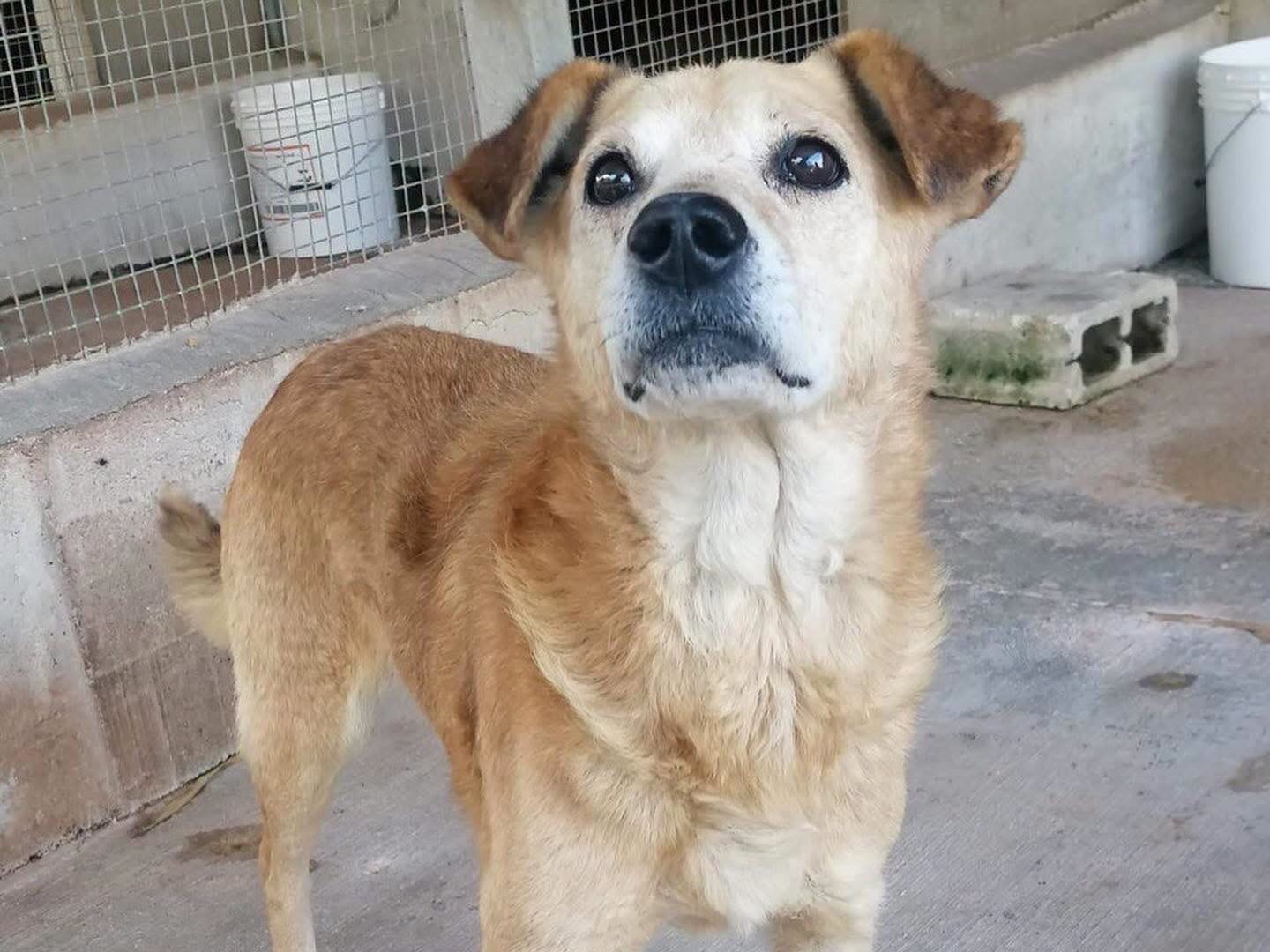 Adotta un cane, taglia media contenuta, maschio, Latina