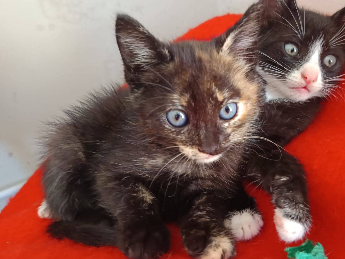 Adozione gatto, femmina, Razza sconosciuta Razza sconosciuta, 2 mesi, taglia non valida, Bari