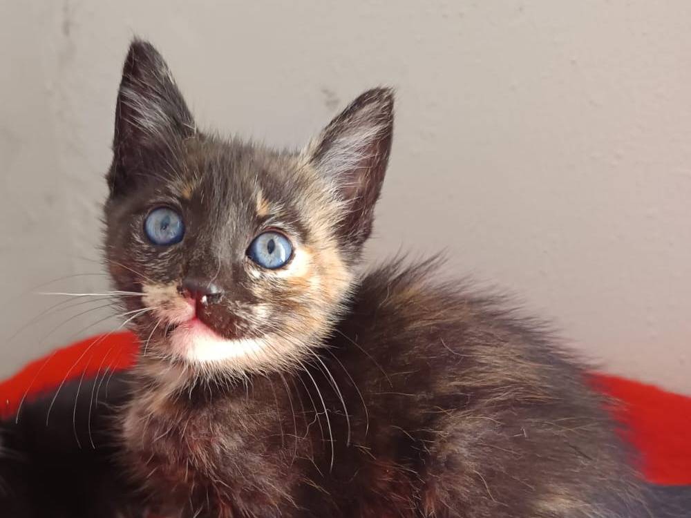 Adotta un gatto, femmina, 2 mesi, Bari