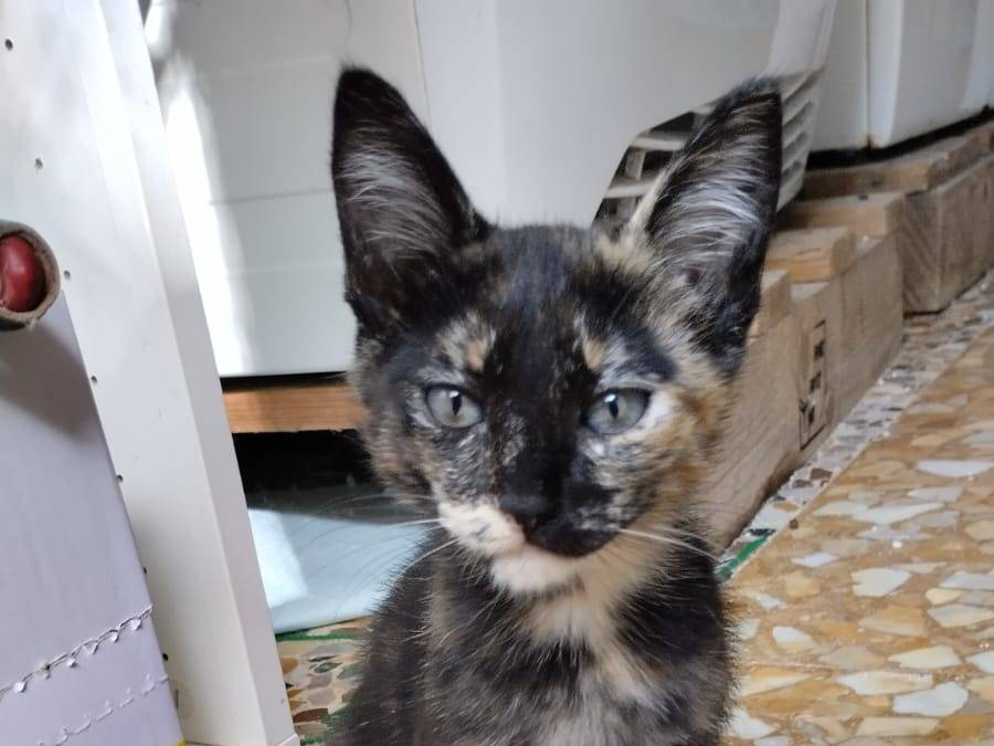 Adotta un gatto, taglia non valida, femmina, Bari