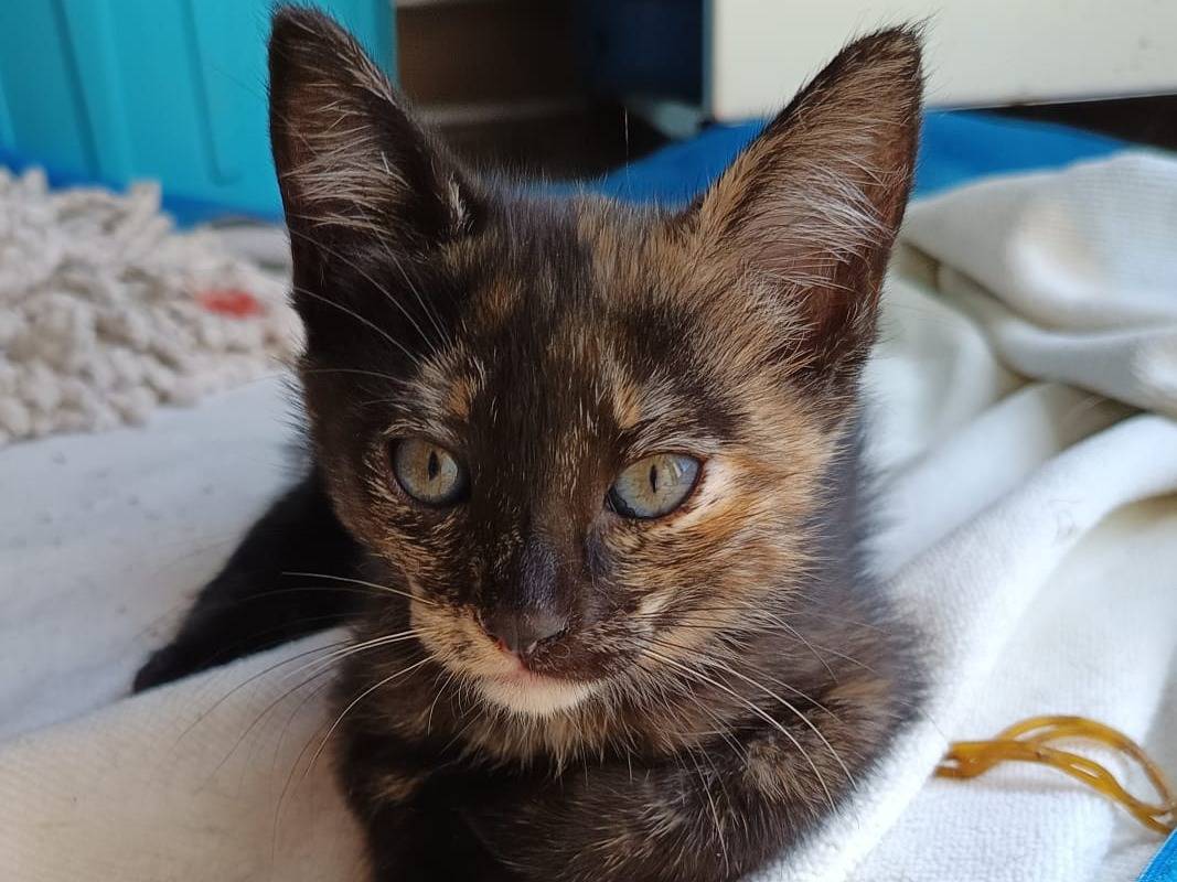 Vuoi adottare un gatto a Bari?