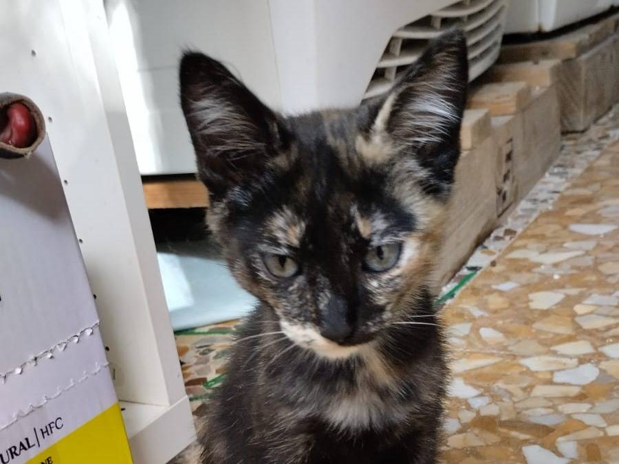 Adotta il gatto Macchia a Bari