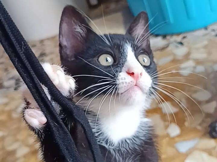 Adotta un gatto, maschio, 2 mesi, Bari