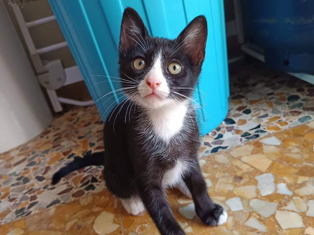 Adotta un gatto, taglia non valida, maschio, Bari