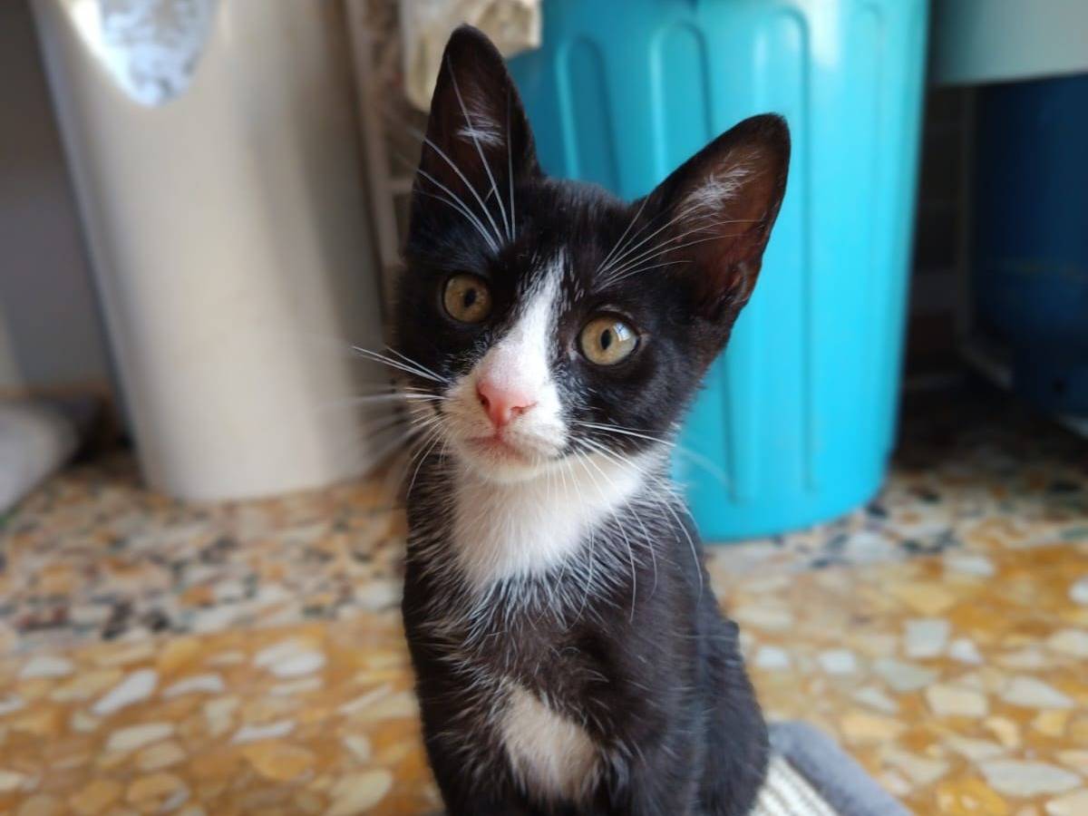 Vuoi adottare un gatto a Bari?