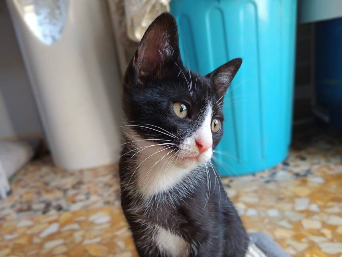 Adotta il gatto Calzino a Bari
