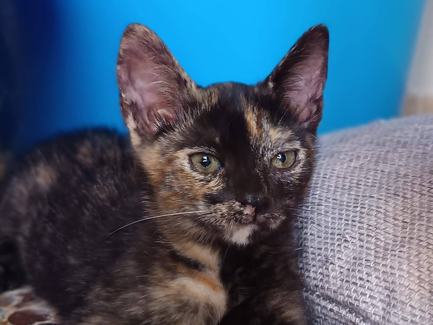 Adozione gatto, femmina, Razza sconosciuta Razza sconosciuta, 2 mesi, taglia non valida, Bari