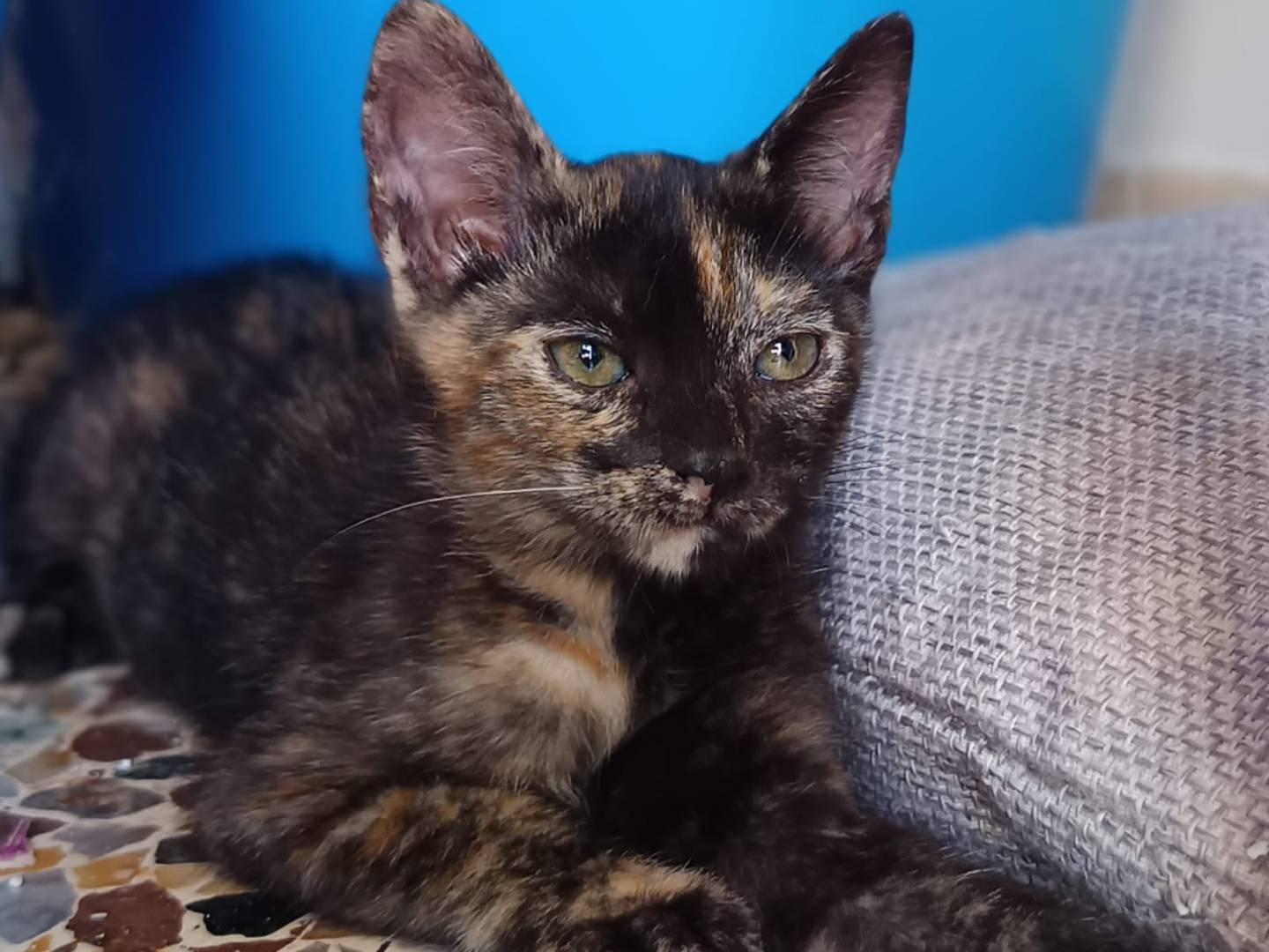 Adotta un gatto, femmina, 2 mesi, Bari