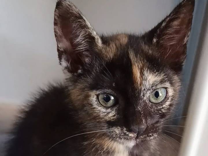 Adotta un gatto, taglia non valida, femmina, Bari