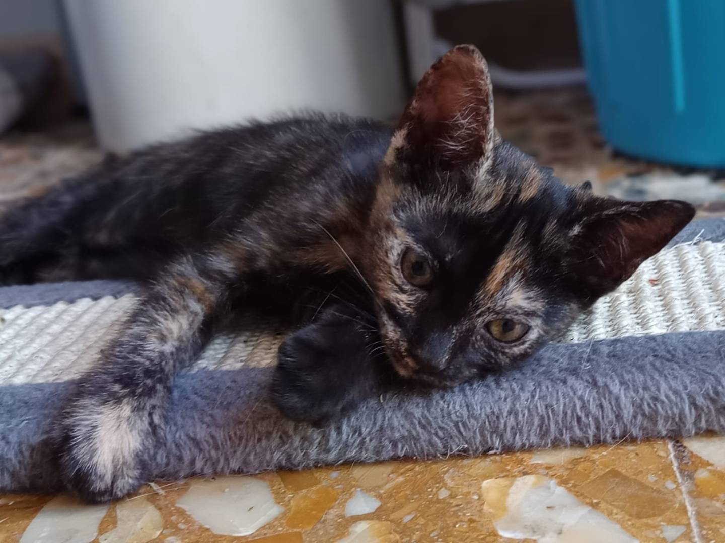 Vuoi adottare un gatto a Bari?