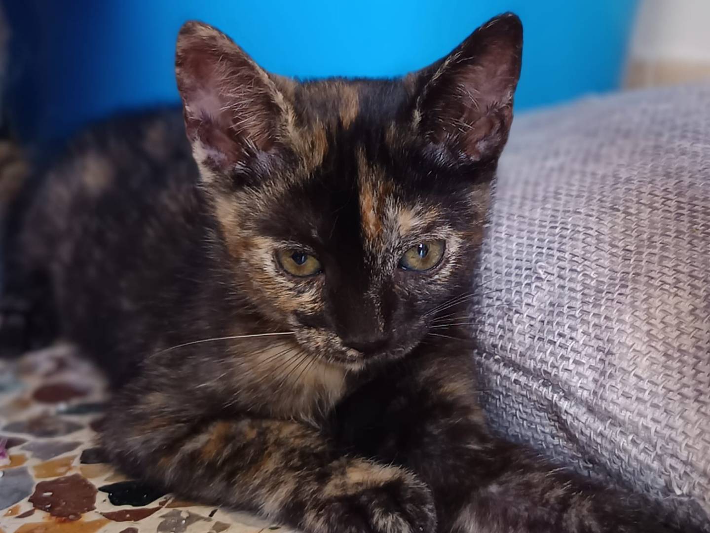 Adotta il gatto Mimì a Bari