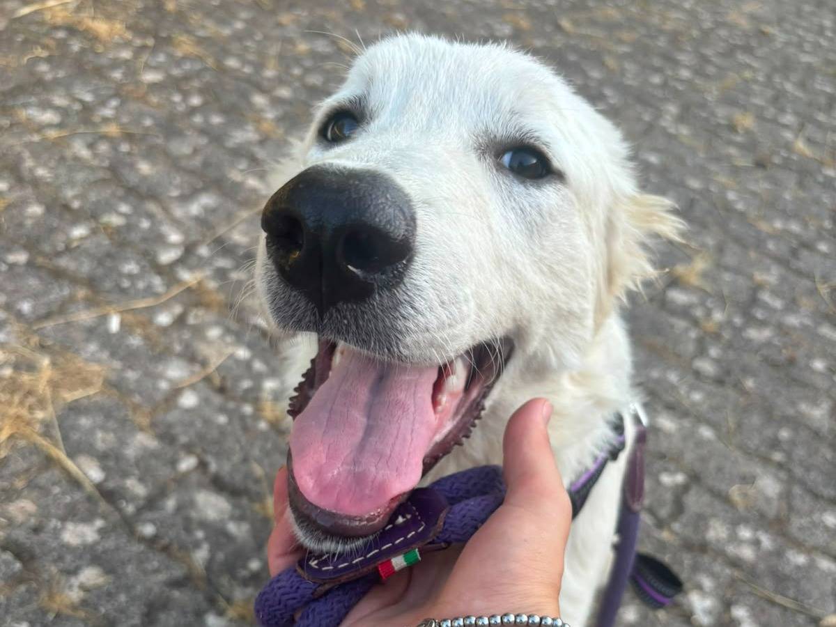 Adotta un cane, taglia gigante, femmina, Bari