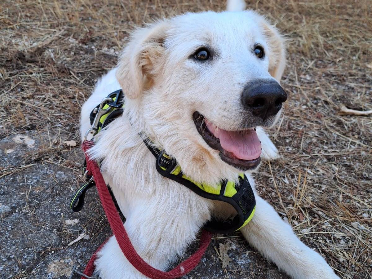 Adotta un cane, femmina, 4 mesi, Bari