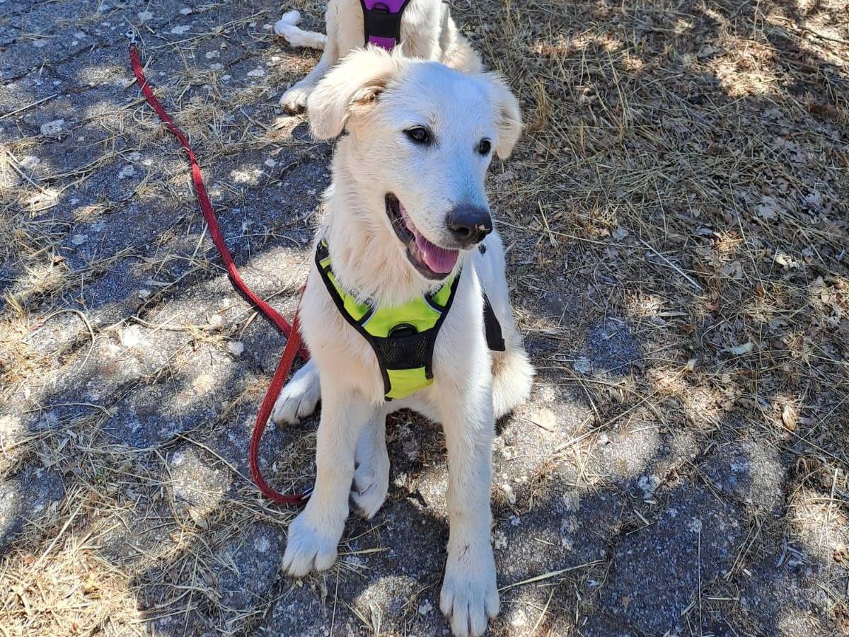 Adozione cane, femmina, Pastore maremmano Razza sconosciuta, 4 mesi, taglia gigante, Bari