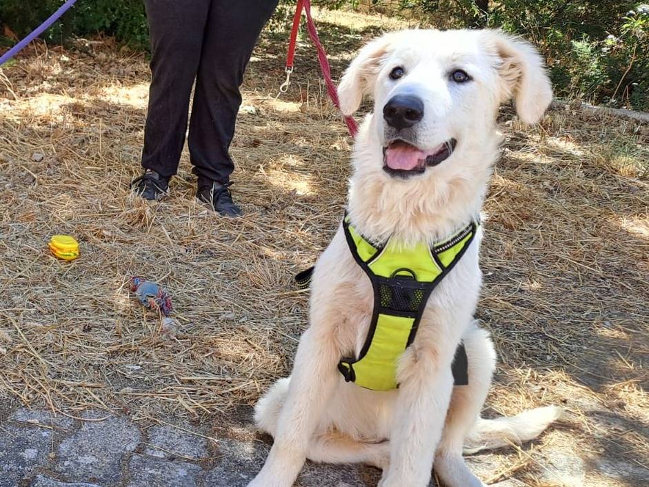 Adotta il cane Altea a Bari