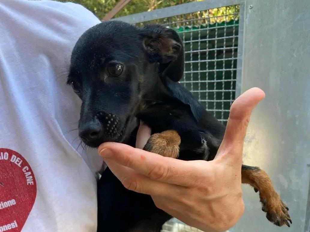 Adotta un cane, maschio, 4 mesi, Cremona